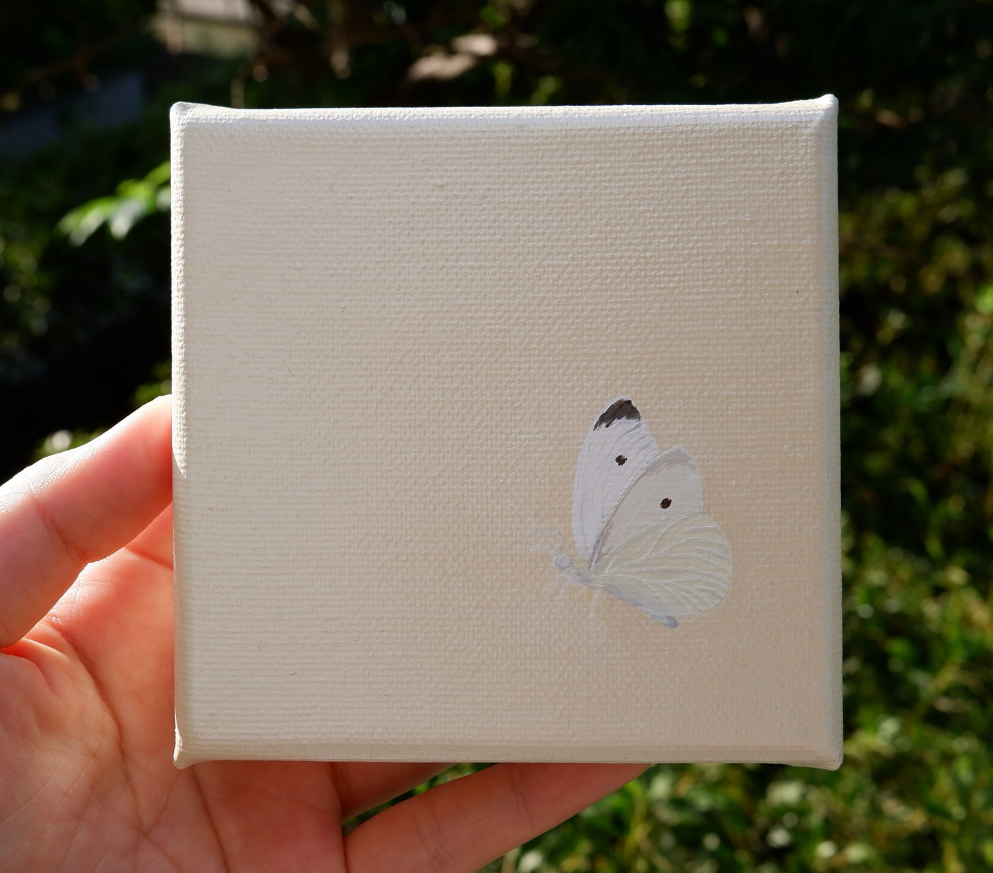 butterfly #1
