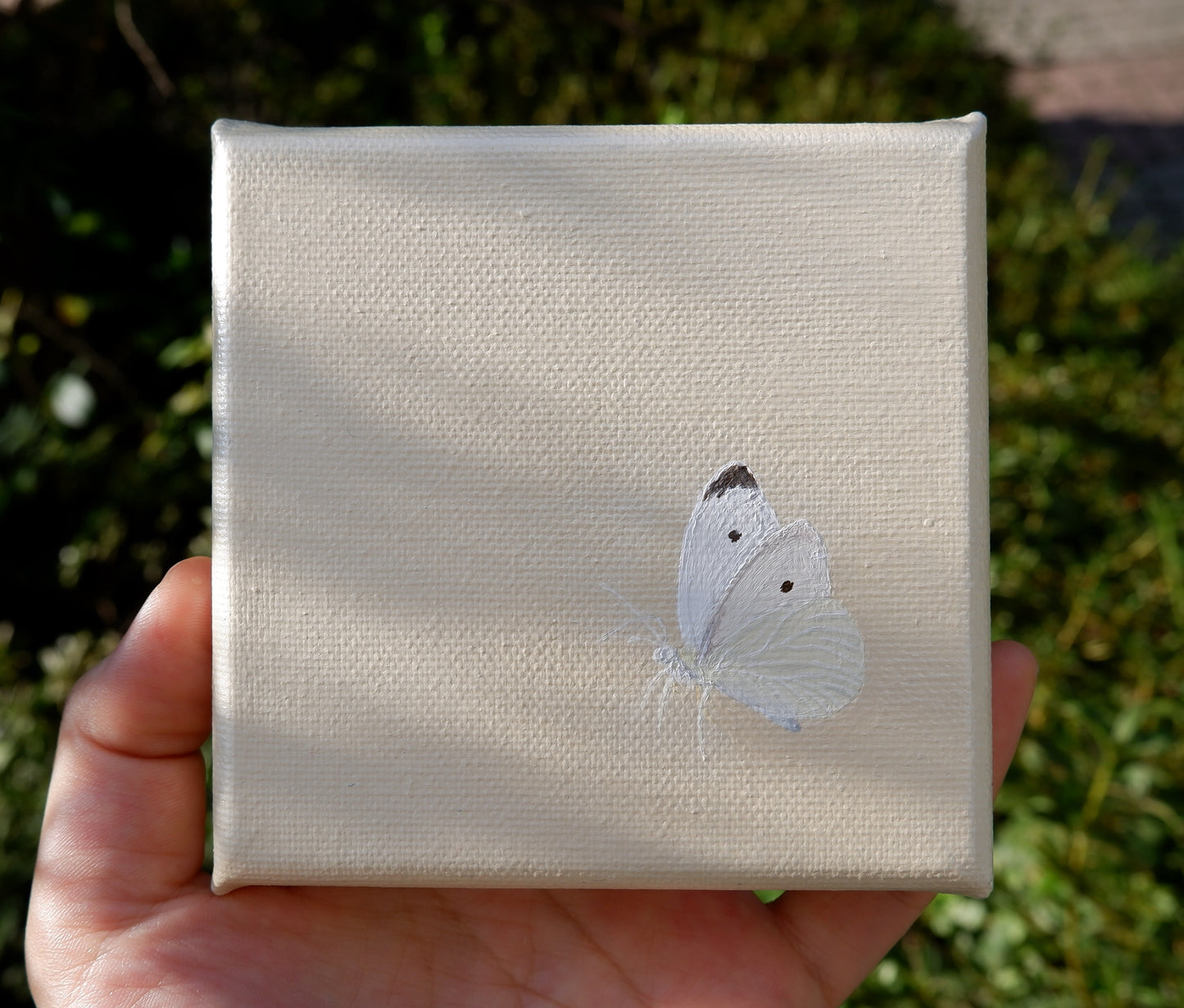 butterfly #1