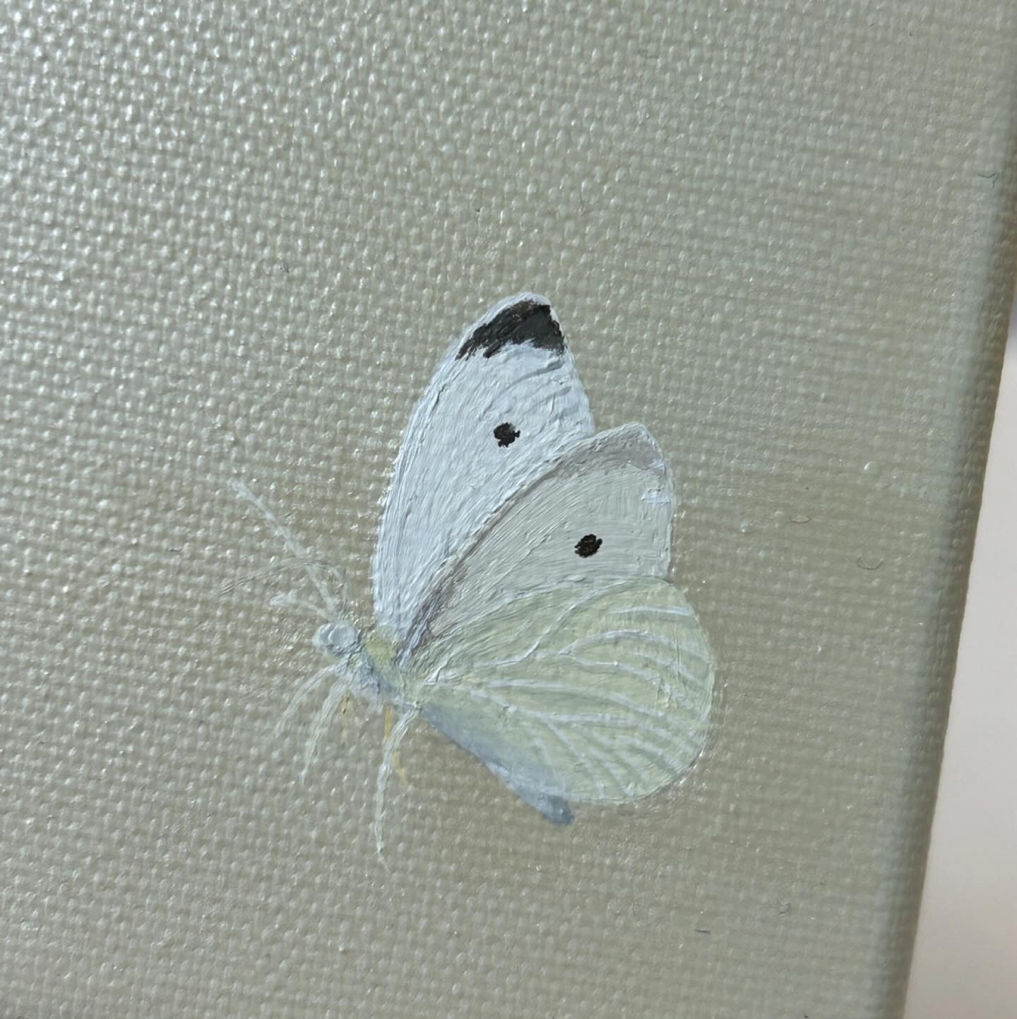 butterfly #1