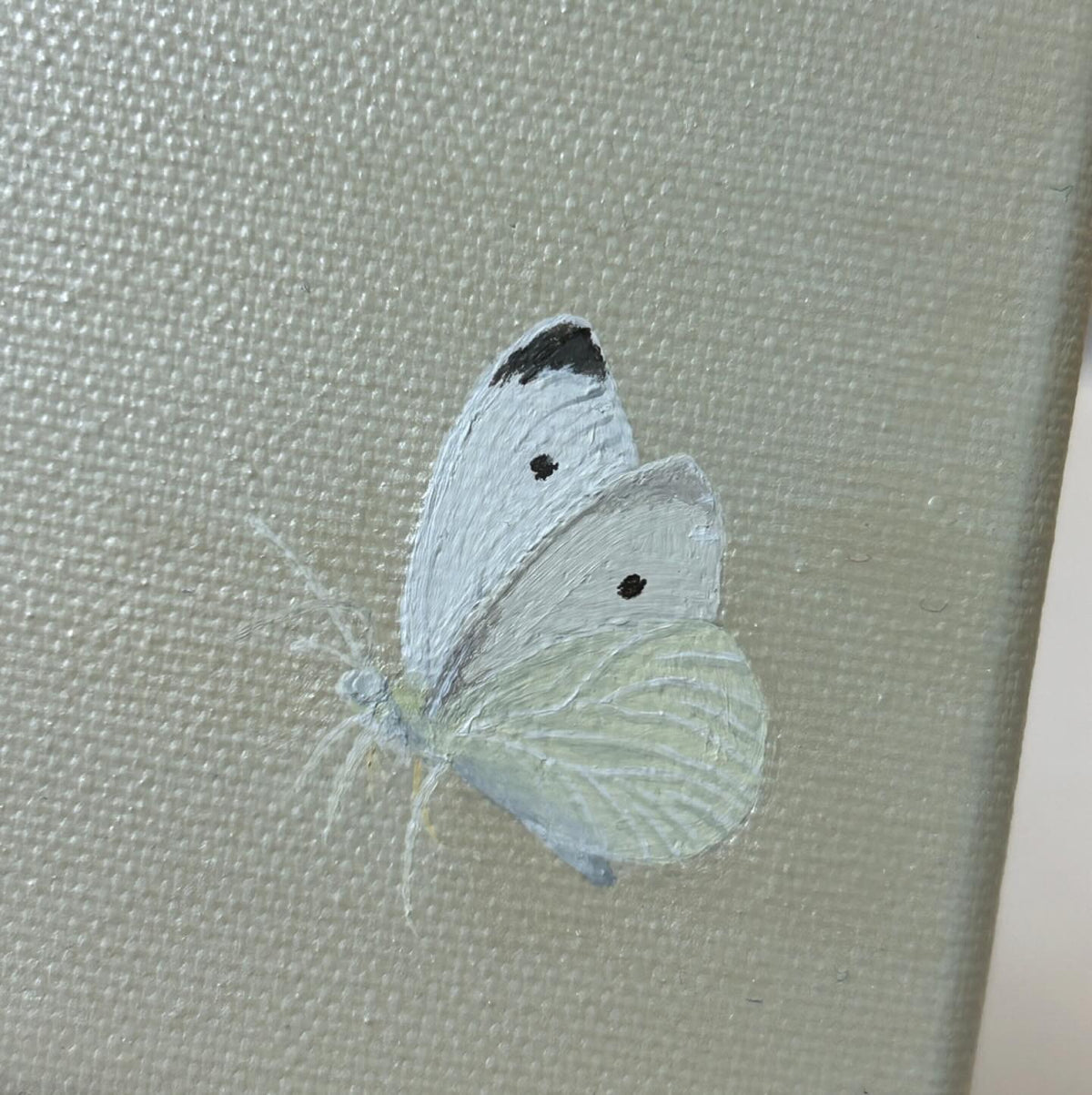 butterfly #1
